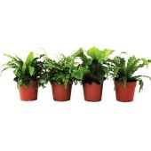 Асплениум микс d12 см h30 см Асплениум микс d12 см h30 см