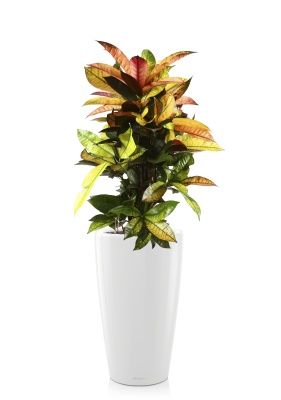 Кротон Мистер Айкетон в RONDO 32, белый блестящий