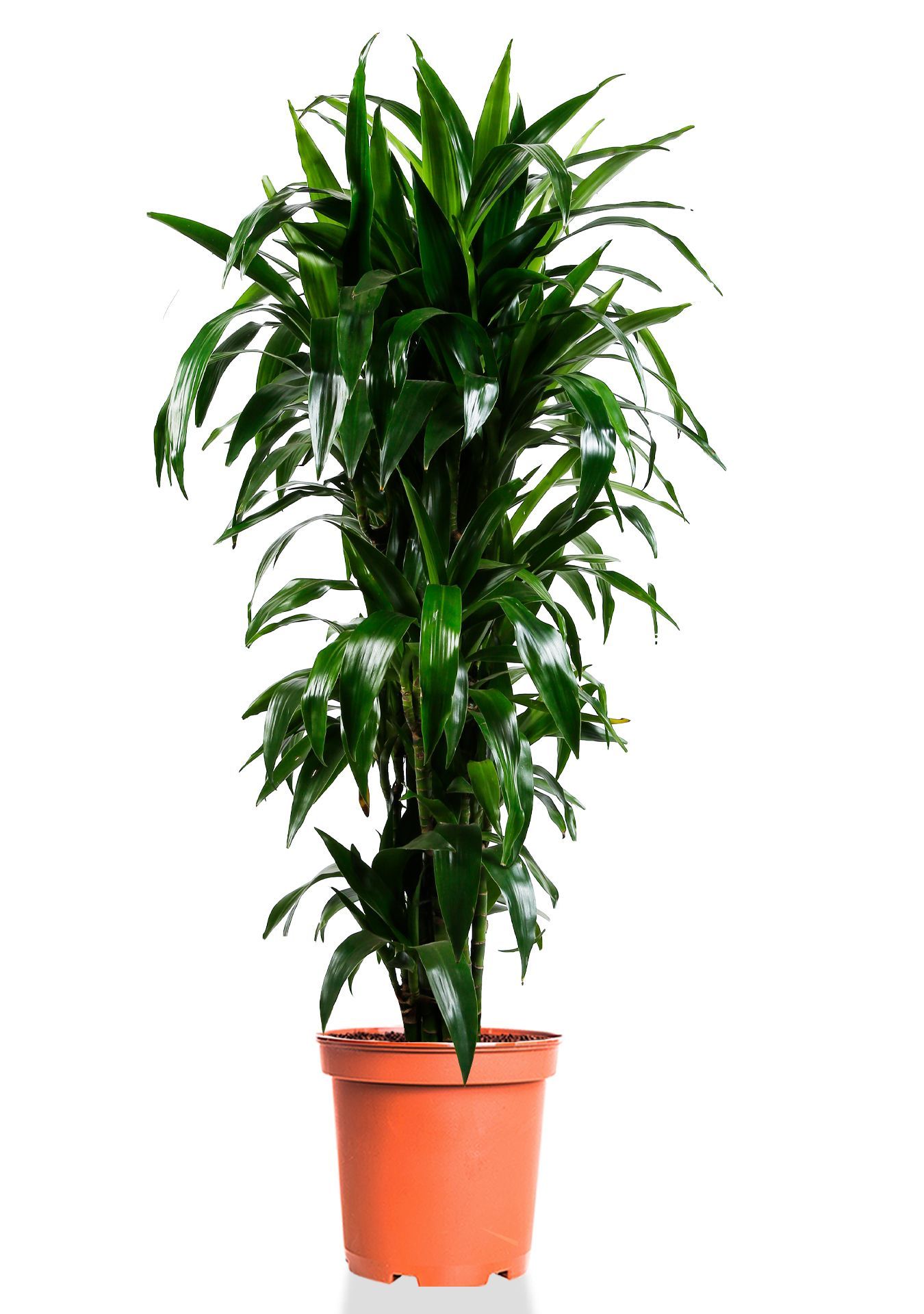 Драцена Джанет Крейг бранч 27/140 см