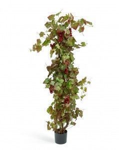 Виноградная лоза с красным виноградом