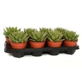 Эхеверия агавовидная d12 см h18 см тип 1 Эхеверия агавовидная d12 см h18 см тип 1