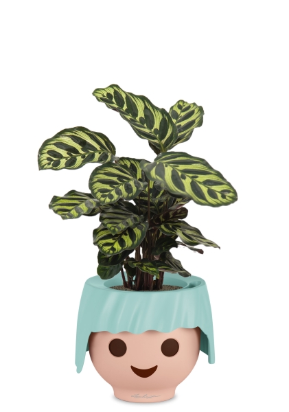 Калатея Макояна 12/35 см в OJO