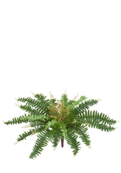 Папоротник Бостон Новый зелёный микс