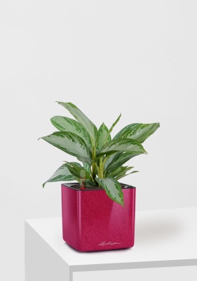 Аглаонема Сильвер Бей 12/35 см в CUBE GLOSSY KISS 14