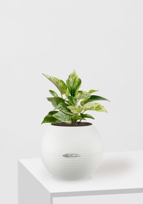 Сциндапсус Марбл Квин 12/20 см в PURO 20, белый Сциндапсус Марбл Квин 12/20 см в PURO 20, белый