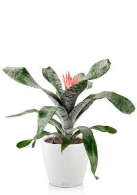 Эхмея 17/50 см в CLASSICO 18, белый