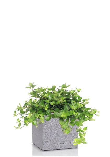 Пеперомия Ротундифолия в CANTO Stone 14 Пеперомия Ротундифолия в CANTO Stone 14