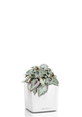 Бегония Белиф Хавайн Сильвер 13/25 см в CUBE GLOSSY 14, белый блестящий