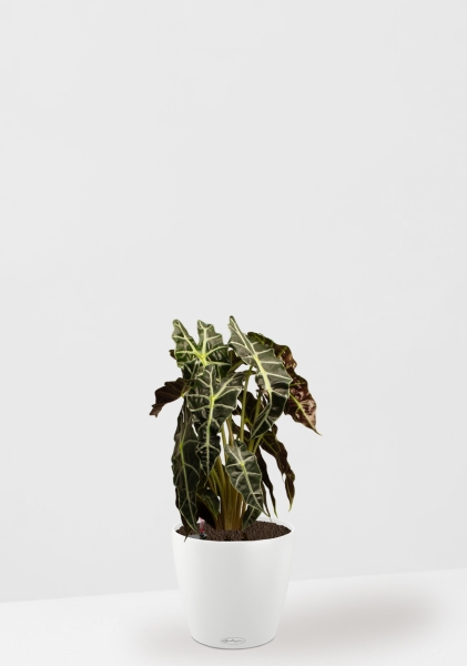 Алоказия Полли 17/50 см в CLASSICO Color 21