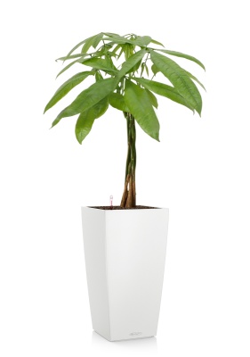 Пахира Акватика косичка 21/90 см в CUBICO COLOR 30, белый Пахира Акватика косичка 21/90 см в CUBICO COLOR 30, белый