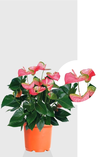 Антуриум Свитхард Пинк 17/60 см