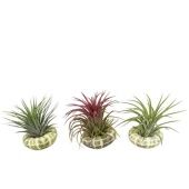 Тилландсия Schelp Standaard Ionantha d8 см h15 см