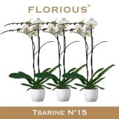 Фаленопсис 2 ствола White In Ceramic 18+ (florious) d15 см h100 см