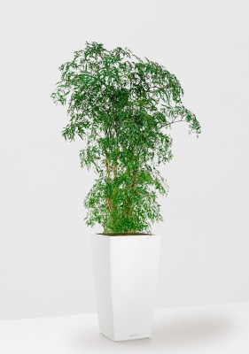 Полисциас Фрутикоза 27/140 см в CUBICO COLOR 30 Полисциас Фрутикоза 27/140 см в CUBICO COLOR 30