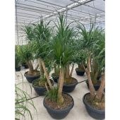 Нолина бранч d60 см h190 см Нолина бранч d60 см h190 см