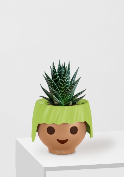 Алоэ Тики Таки 10/20 см в OJO