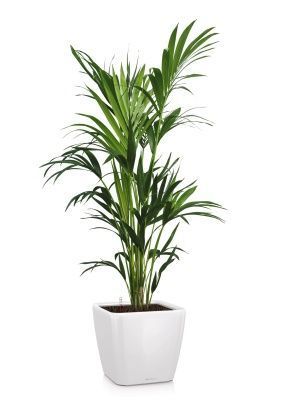 Ховея Кентия 27/190 см в QUADRO LS 43, белый блестящий