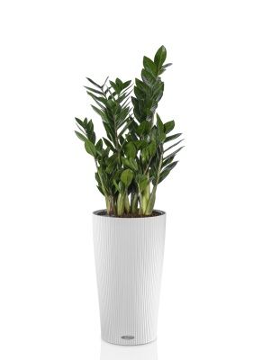 Замиокулькас в CILINDRO 23, белый