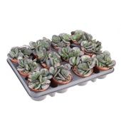 Адромискус Тригинус 8,5/10 см