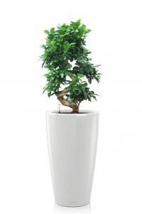 Фикус бонсай RONDO 32/120 см, белый блестящий Фикус бонсай RONDO 32/120 см, белый блестящий
