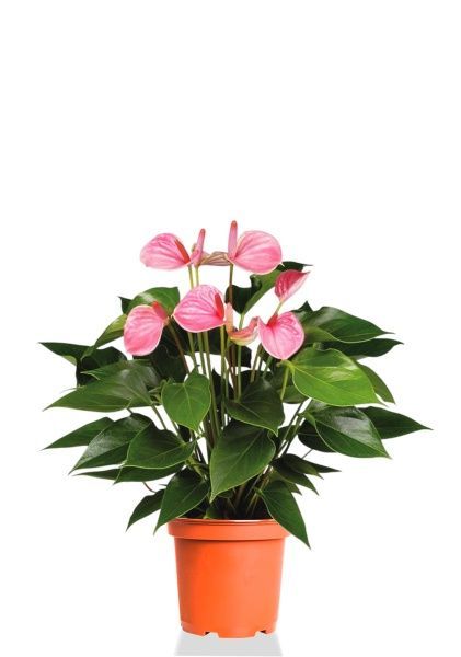 Антуриум Андрианум розовый 17/60 см