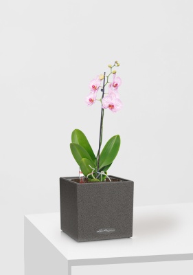 Орхидея Фаленопсис светло-розовая 12/60 см в CANTO STONE 14 Орхидея Фаленопсис светло-розовая 12/60 см в CANTO STONE 14