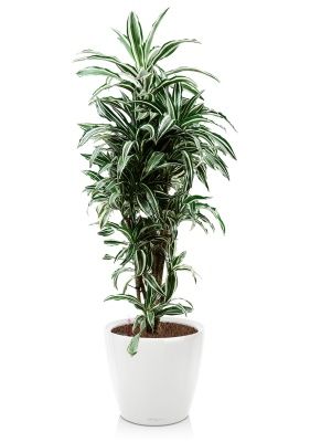 Драцена Варнески бранч 27/130 см в CLASSICO LS 35, белый блестящий Драцена Варнески бранч 27/130 см в CLASSICO LS 35, белый блестящий