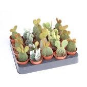 Опунция микс d5.5 см h11 см Опунция микс d5.5 см h11 см