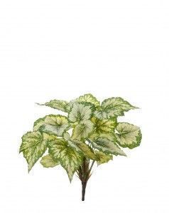 Бегония крупнолистная светло-зелёная большая