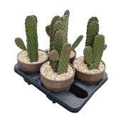 Опунция Consolea Rubescens d15 см h20 см