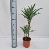 Драцена Варнески 2 ствола d19 см h90 см