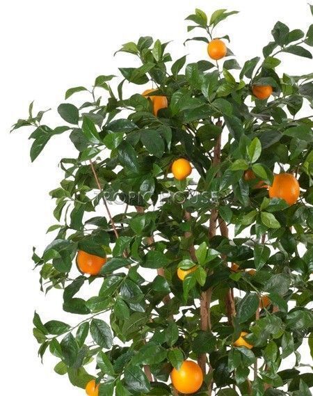 Апельсиновое дерево с плодами