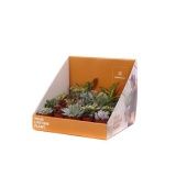 Суккуленты микс Showbox Your Lifetime d5.5 см h25 см