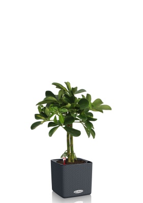 Шеффлера Голд Капелла штамб 12/40 см в CUBE COLOR 16 Шеффлера Голд Капелла штамб 12/40 см в CUBE COLOR 16