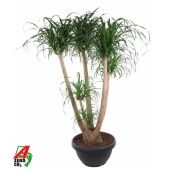 Нолина бранч d55 см h160 см Нолина бранч d55 см h160 см