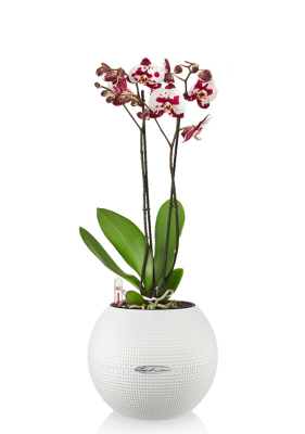 Орхидея пятнистая PURO 20/65 см, белый Орхидея пятнистая PURO 20/65 см, белый