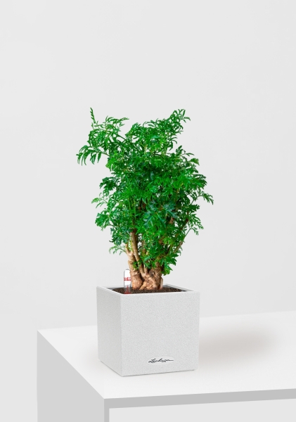 Полисциас Фрутикоза 12/40 см в CANTO STONE 14