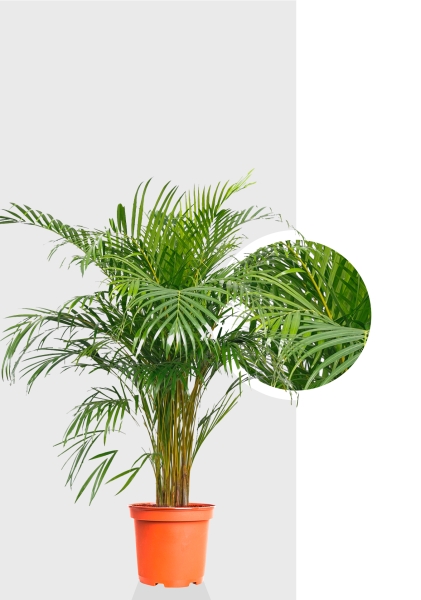 Хризалидокарпус Арека 24/160 см