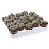 Ферокактус d5.5 см h8 см