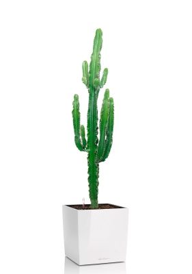 Эуфорбия 19/110 см в CUBE 30, белый блестящий Эуфорбия 19/110 см в CUBE 30, белый блестящий