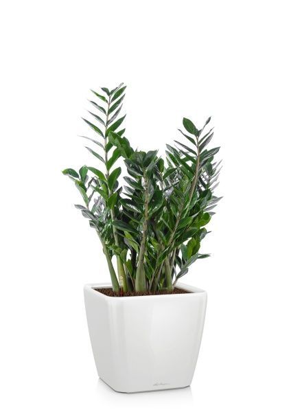 Замиокулькас 24/100 в QUADRO LS 28 Замиокулькас 24/100 в QUADRO LS 28