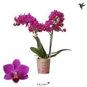 Фаленопсис 2 ствола Belgium 22+ Potcover (ok) d9 см h40 см