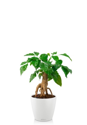 Радермахера бонсай 12/30 см в CLASSICO COLOR 18