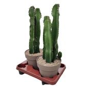 Эуфорбия в кашпо d20 см h45 см