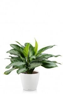 Аглаонема Сильвер Бей CLASSICO COLOR 28/65 см Белый
