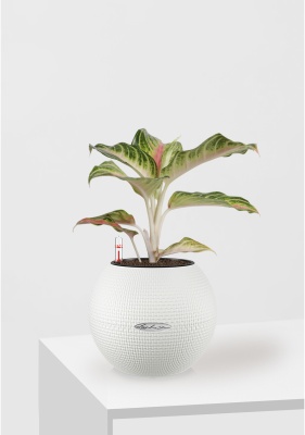 Аглаонема Айкетчер 12/30 см в PURO 20 Аглаонема Айкетчер 12/30 см в PURO 20