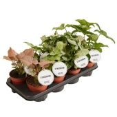 Сингониум микс d12 см h25 см тип 1 Сингониум микс d12 см h25 см тип 1