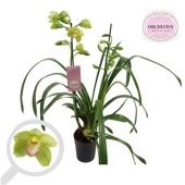 Цимбидиум зеленый 2 ствола d14 см h85 см