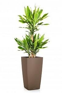 Драцена Голд Кост в CUBICO 30