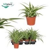 Хлорофитум Лаксум d9 см h15 см